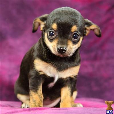 Puppies in Reinholds