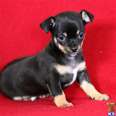 Puppies in Reinholds