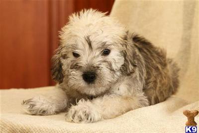 Schnoodle Puppies
