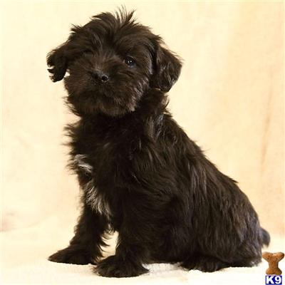 Schnoodle Puppies