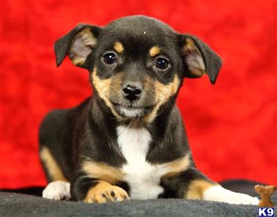 Puppies in Reinholds