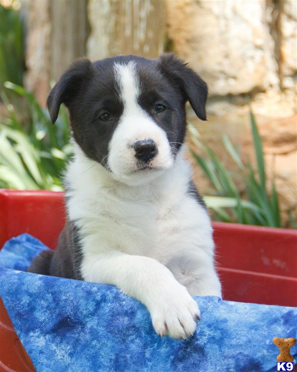 border collie puppies pa document moved border collie puppies pa document moved