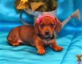 Dachshund