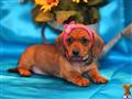 Dachshund
