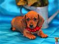 Dachshund