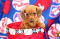 Dachshund