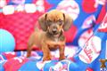Dachshund