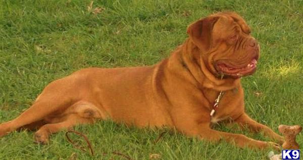 Stud Dogs in IN