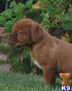 Puppies in IN