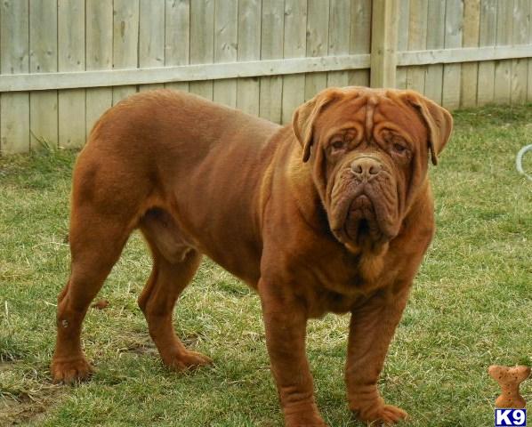 Stud Dogs - Dogue De Bordeaux