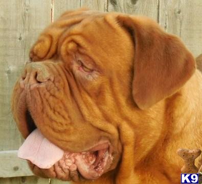 Stud Dogs - Dogue De Bordeaux