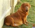 Dogue De Bordeaux