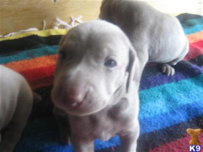 Weimaraner Puppies in FL