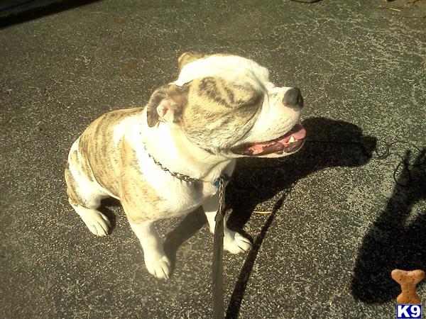 Stud Dogs - Bulldog
