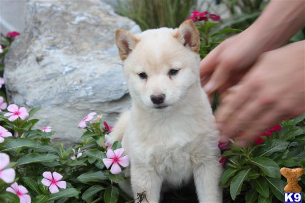 Shiba Inu Puppies