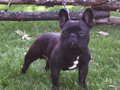 Stud Dogs - French Bulldog