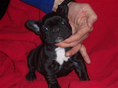French Bulldog Puppies for Sale
