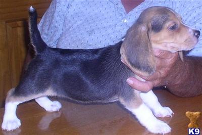 Beagle Puppies in WI