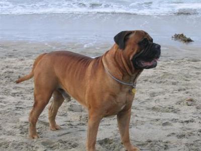 Stud Dogs - Bullmastiff