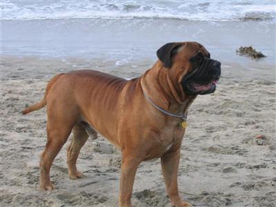 Dogs - Bullmastiff