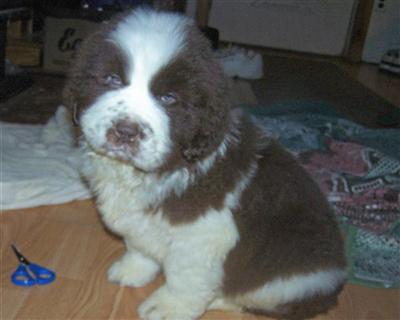 Puppies in BROOKLYN