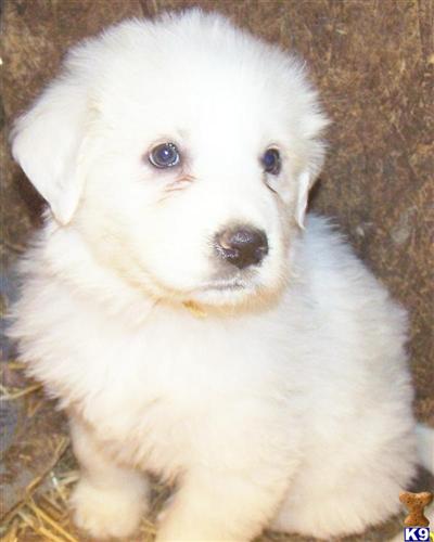 Great Pyrenees Puppies for Sale