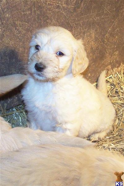 Puppies in MI