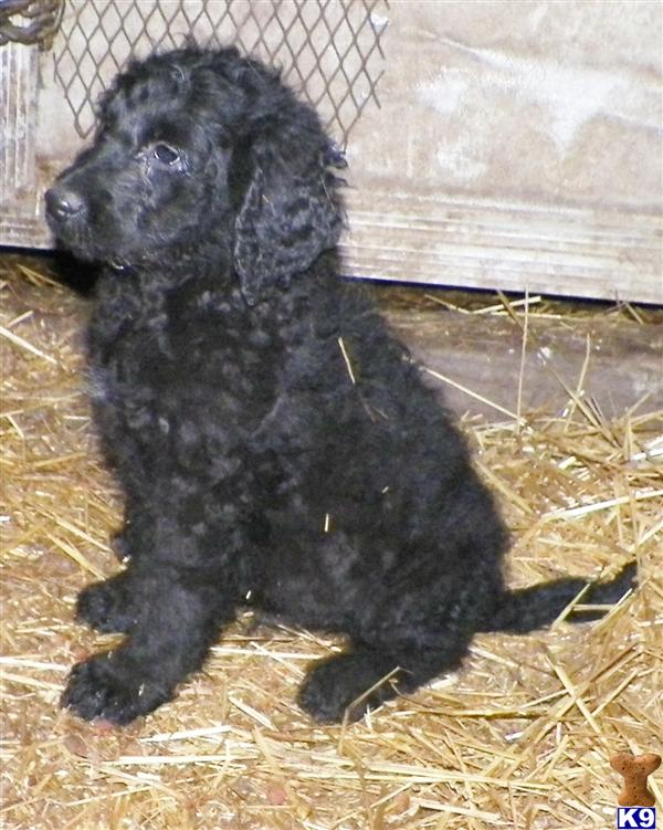 Labradoodle Puppies