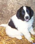 Newfoundland