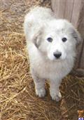 Great Pyrenees