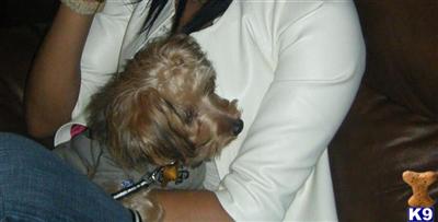 Dogs for Sale in PA