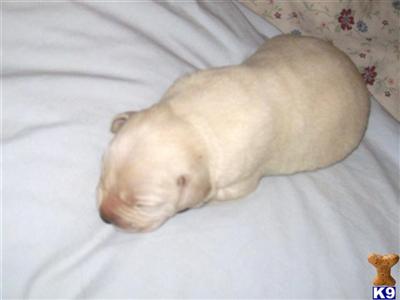 Puppies in Granbury