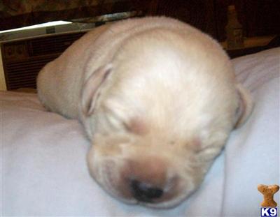 Labrador Retriever Puppies in TX