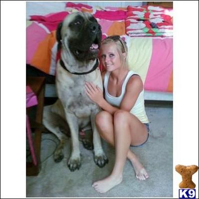 Stud Dogs - Mastiff