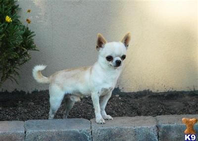 Stud Dogs - Chihuahua