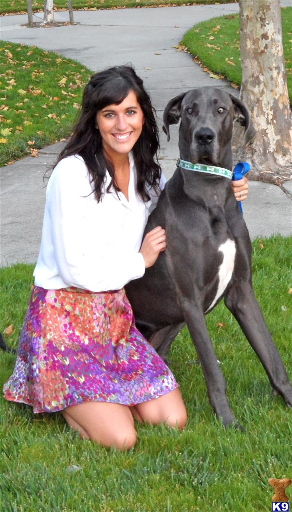 Stud Dogs - Great Dane
