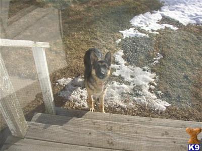 Dogs - German Shepherd