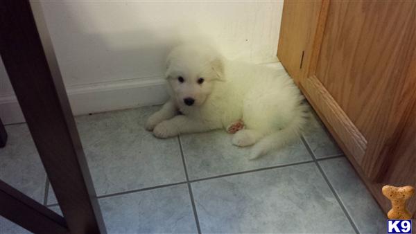 great pyrenees puppies ohio document moved great pyrenees puppies ohio document moved