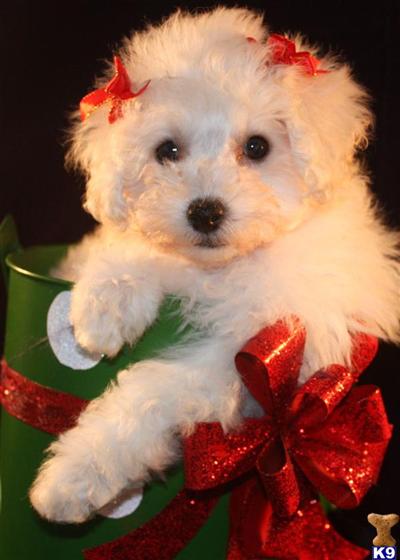 Puppies in TX