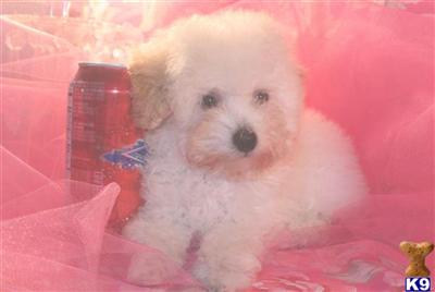 Poodle Puppies in TX