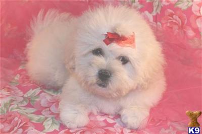 Mixed Breed Puppies in TX