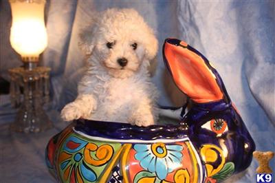 Poodle Puppies in TX