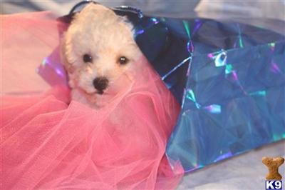 Mixed Breed Puppies in TX