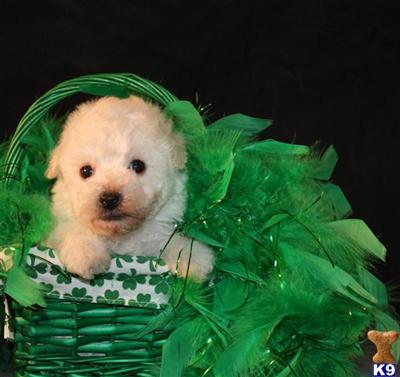 Mixed Breed Puppies for Sale