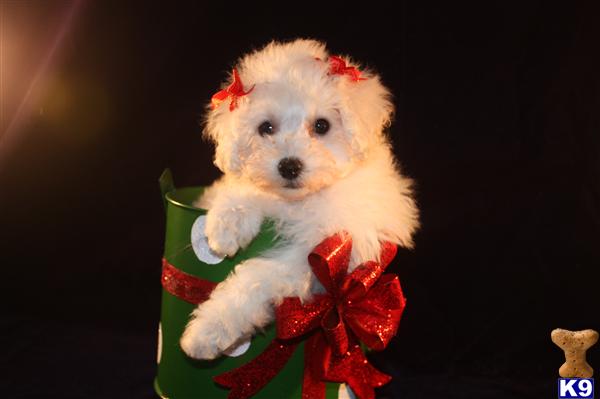Mixed Breed Puppies in TX