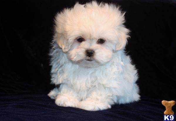 Puppies in Argyle