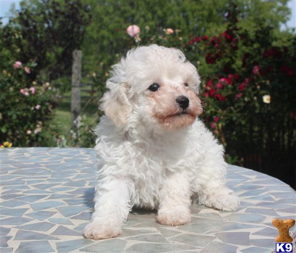 Puppies in TX
