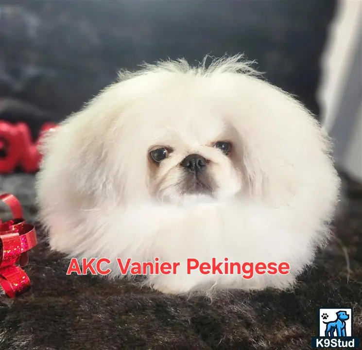 Pekingese puppy for sale