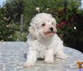 Mixed Breed