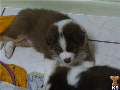 Australian Shepherd Puppies for Sale